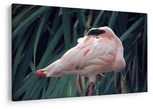 Slika - Flamingo (90x60 cm)