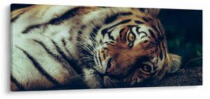 Slika - Sibirski tigar (120x50 cm)