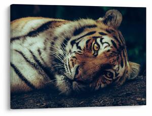 Slika - Sibirski tigar (70x50 cm)