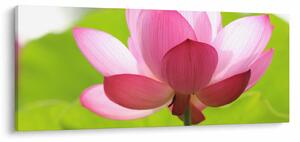 Slika cvijeta lotosa (120x50 cm)