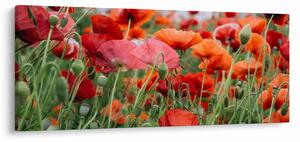Slika polja maka (120x50 cm)