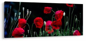 Slika - Ples makova (120x50 cm)