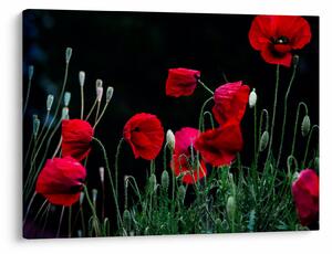 Slika - Ples makova (70x50 cm)