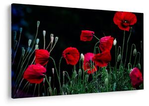 Slika - Ples makova (90x60 cm)