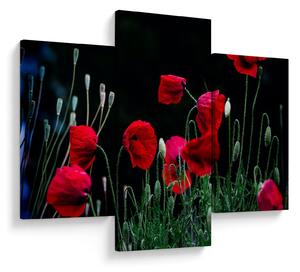 Slika - Ples makova (90x60 cm)