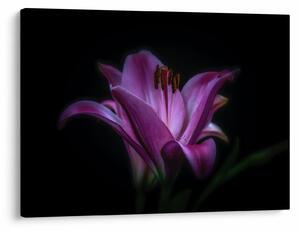 Slika ljiljana (70x50 cm)