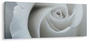 Slika - Bijela ruža (120x50 cm)