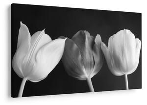 Slika - Crno-bijeli cvjetovi tulipana (90x60 cm)