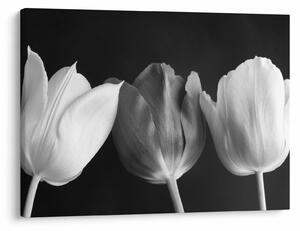Slika - Crno-bijeli cvjetovi tulipana (70x50 cm)