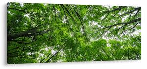 Slika - Pogled u krošnje drveća (120x50 cm)