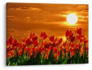 Slika cvatućeg polja s tulipanima (70x50 cm)