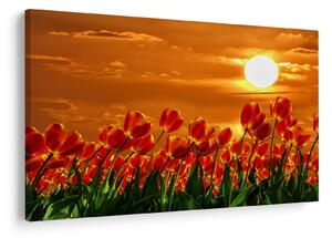 Slika cvatućeg polja s tulipanima (90x60 cm)
