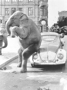 Fotografija Elephant on VW, ca. 1950, exact place unknown, Cuba, Caribbean, Central America, 1950