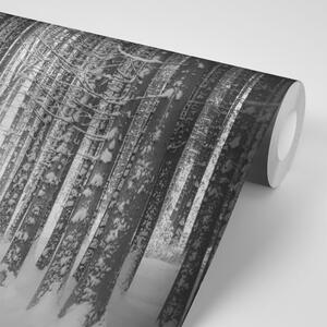 Fototapeta crno-bijela šuma obavijena snijegom