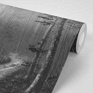 Fototapeta crno-bijeli puteljak u šumu
