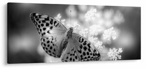 Slika - Detalj leptira koji oprašuje cvijet (120x50 cm)