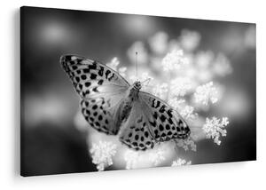 Slika - Detalj leptira koji oprašuje cvijet (90x60 cm)