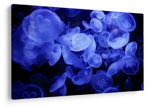 Slika - Meduze (90x60 cm)
