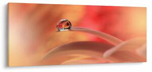 Slika cvjetne kapi rose (120x50 cm)