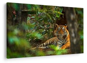 Slika počivajočega tigra (90x60 cm)