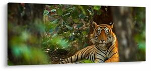 Slika počivajočega tigra (120x50 cm)