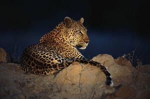 Fotografija African leopard (Panthera pardus) laying on rock, Daryl Balfour