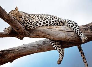 Fotografija Leopard Lying in Tree Against Blue, Vicki Jauron, Babylon and Beyond Photography