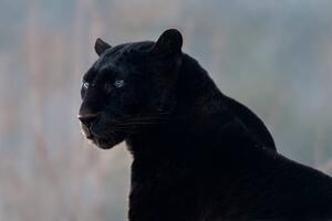 Fotografija Black leopard (Panthera pardus), Mark Newman