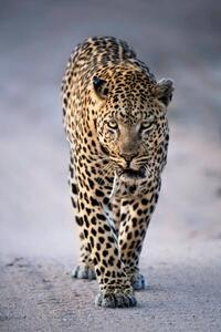 Fotografija Leopard Portrait, Kathleen Reeder Wildlife Photography