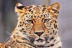 Fotografija Portrait of Amur leopard, Picture by Tambako the Jaguar