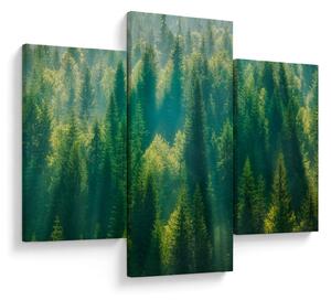 Slika - Borov gozd (90x60 cm)