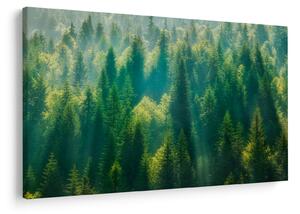 Slika - Borov gozd (90x60 cm)