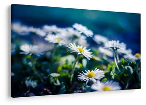 Slika marjetic (90x60 cm)