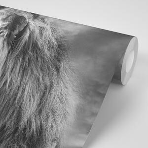 Tapeta afrički lav u crno-bijelom dizajnu