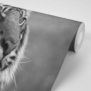 Fototapeta bengalski crno-bijeli tigar