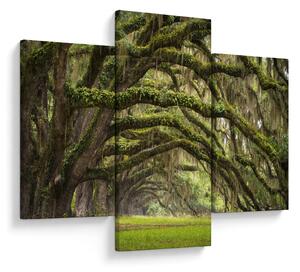 Slika - Oaks Avenue, Charleston, Južna Karolina, ZDA (90x60 cm)