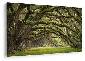 Slika - Oaks Avenue, Charleston, Južna Karolina, ZDA (90x60 cm)