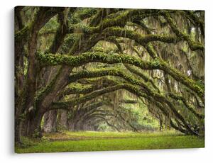 Slika - Oaks Avenue, Charleston, Južna Karolina, ZDA (70x50 cm)