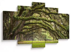 Slika - Oaks Avenue, Charleston, Južna Karolina, ZDA (150x105 cm)