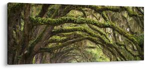 Slika - Oaks Avenue, Charleston, Južna Karolina, ZDA (120x50 cm)
