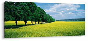Slika polja z alejo (120x50 cm)