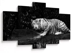 Slika - Albino tiger, črno-bela (150x105 cm)