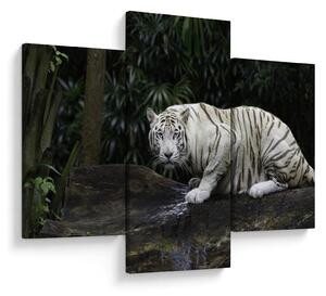 Slika - Albino tiger (90x60 cm)