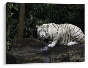 Slika - Albino tiger (70x50 cm)