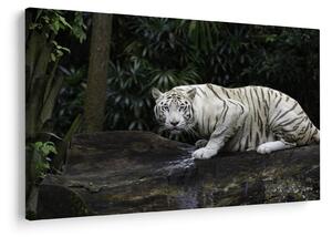 Slika - Albino tiger (90x60 cm)