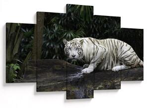 Slika - Albino tiger (150x105 cm)