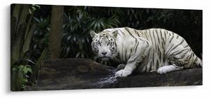 Slika - Albino tiger (120x50 cm)