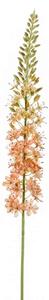 Umjetni stepski ljiljan Eremurus marelica ​​105 cm - naranča - 91 - 120 cm