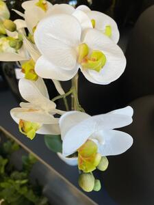 Bijela orhideja 65 cm u bijeli vazi - Bijela - 51 - 70 cm