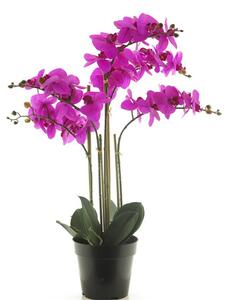 Orhideja ružičasta 60 u tegli - Ružičasta - 51 - 70 cm
